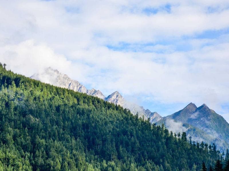 Forest Haven floor plan